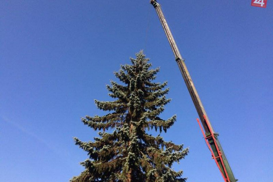 Ilustračný obrázok k článku Vianočný stromček príde do Trnavy už o pár dní: Dočasne uzatvoria celú ulicu