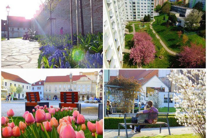 Ilustračný obrázok k článku Jarné počasie v Trnave: „Vyťahuje“ ľudí von aj prebúdza do farieb prírodu, FOTO