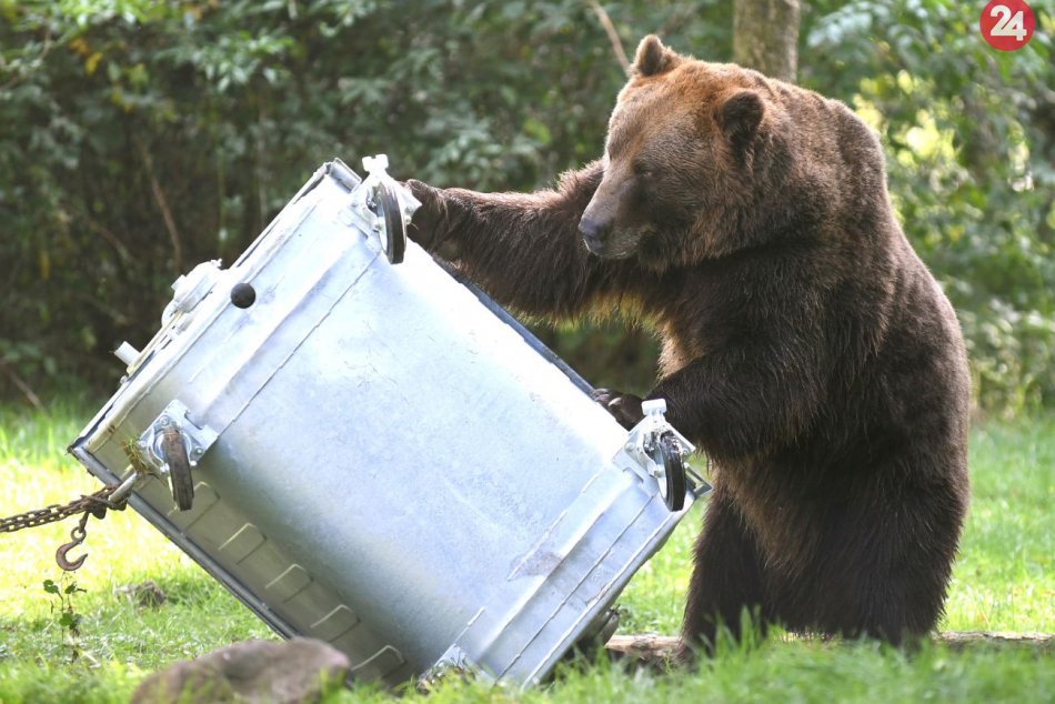 Ilustračný obrázok k článku Medvede spozorovali v Malých Karpatoch i na Záhorí: Ochranári upokojujú verejnosť