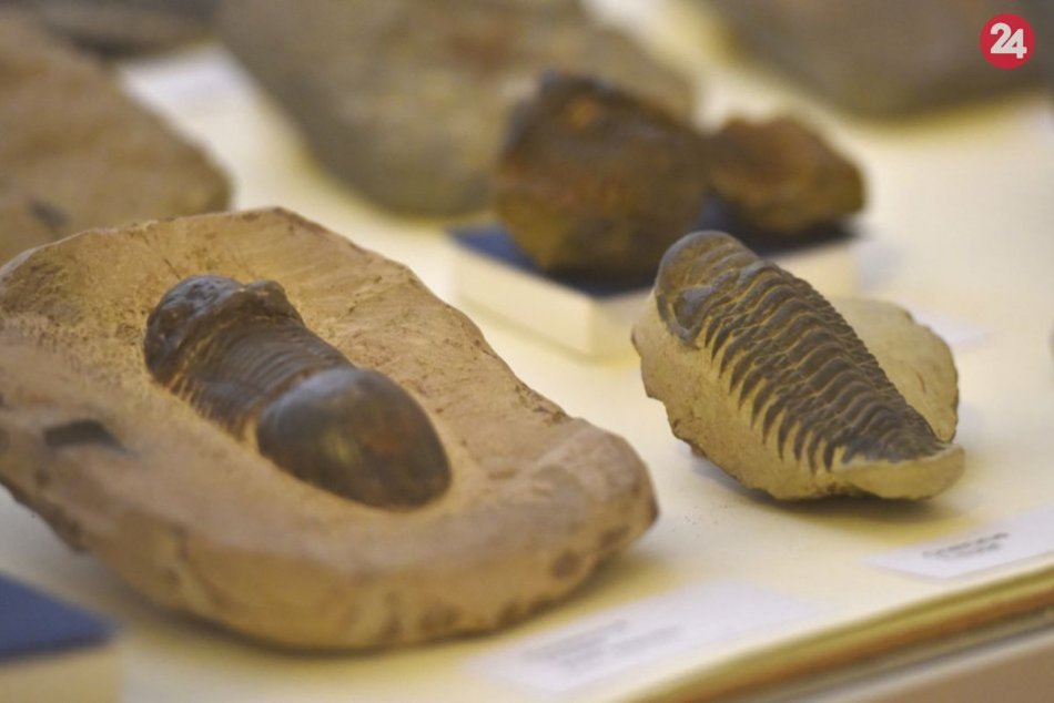 Ilustračný obrázok k článku Vydajte sa na výlet do ďalekej histórie: Pozrite si úchvatnú zbierku fosílií, VIDEO