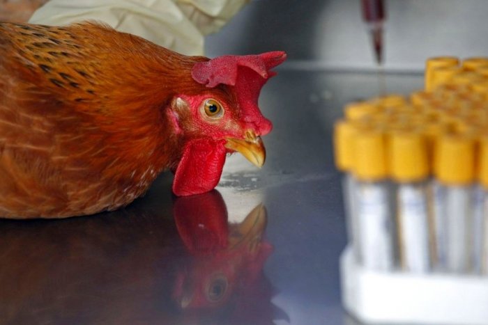 Ilustračný obrázok k článku Vtáčiu chrípku diagnostikovali aj neďaleko Trnavy: Ako rozoznať príznaky nákazy?