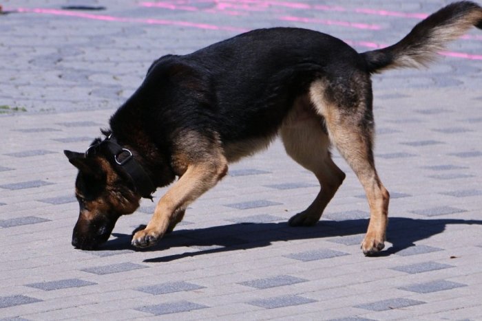 Ilustračný obrázok k článku Chcela sa pomstiť psom, už ju rieši polícia!