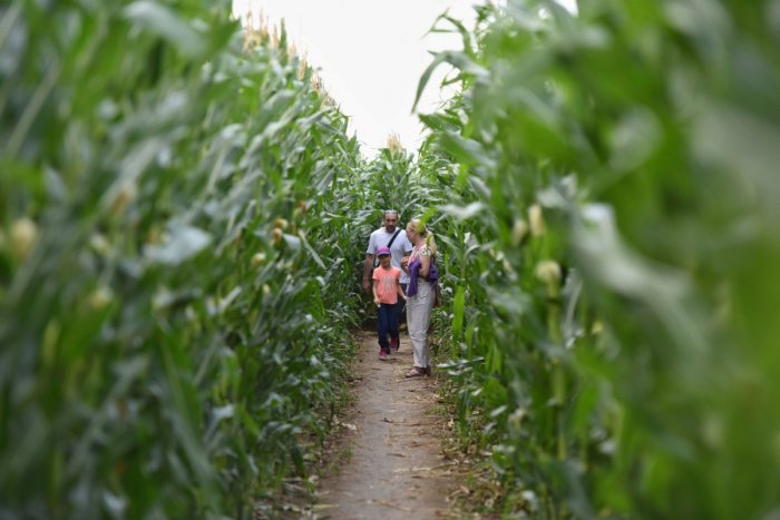 Ilustračný obrázok k článku Lákavá ATRAKCIA pri Trnave: V kukuričnom bludisku sa môžu stratiť deti aj dospelí