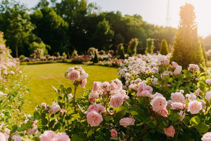 Ilustračný obrázok k článku Najväčšie rozárium na Slovensku otvorí sezónu: V parku kaštieľa budú Slávnosti ruží
