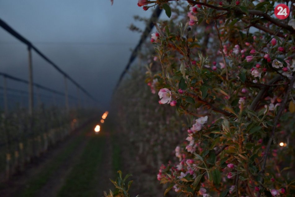 Ovocinári vo Veselom pri Piešťanoch zachraňovali úrodu pred mrazmi aj vrtuľníkom