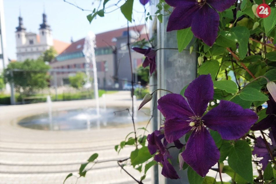 Trnavská pešia zóna a námestie v plnom kvete