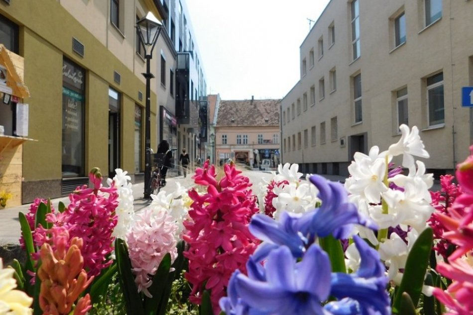 FOTO: Takéto kvetinové záhony a kvety krášlia mesto. Potrebujeme ich trhať?